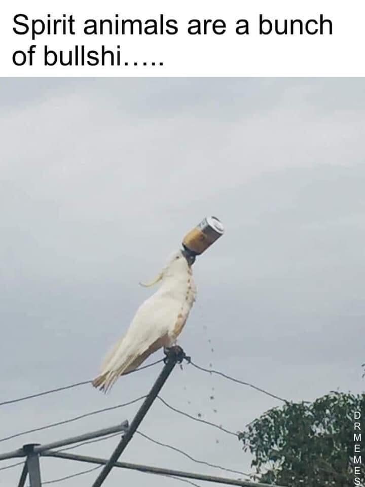 A hilarious classic meme featuring a white cockatoo perched on a power line. The bird is expertly holding a beer can upside down in its beak, liquid pouring out, while the top text reads, "Spirit animals are a bunch of bullshi....."