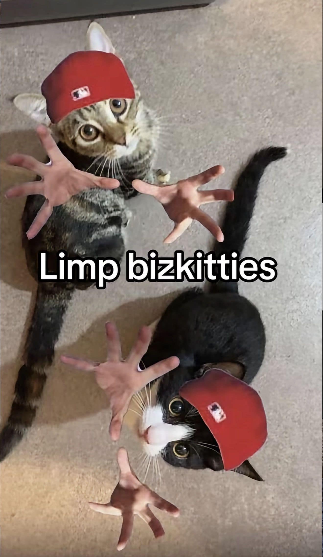 A chaotic classic meme showing two cats from an overhead perspective, both wearing red Fred Durst style baseball caps and human hands edited onto their bodies to look like they are reaching for the camera. The center text reads Limp bizkitties, a feline pun on the nu-metal band Limp Bizkit.