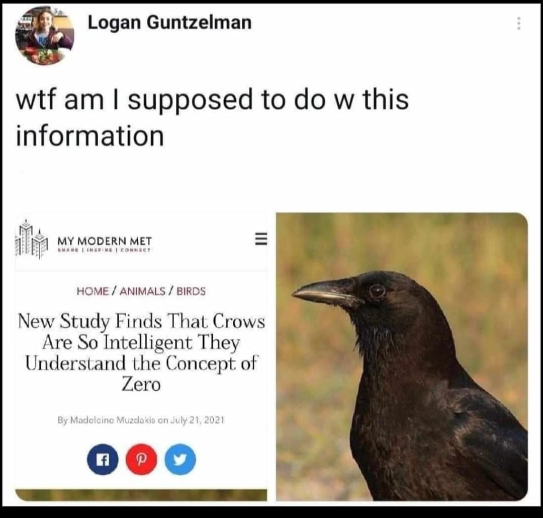 classic meme screenshot featuring a tweet from Logan Guntzelman asking "wtf am I supposed to do w this information" in response to a news headline reporting that crows are intelligent enough to understand the concept of zero.