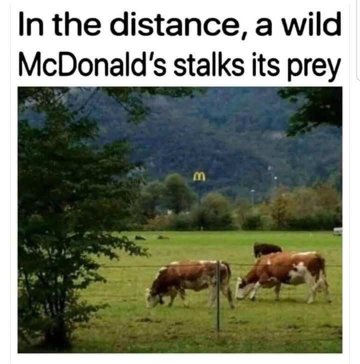 A cinematic landscape photo of a green pasture where brown and white cows graze peacefully. In the background, nestled halfway up a lush, forested mountain, the golden arches of a McDonald’s sign glow ominously. This classic meme frames the fast-food giant as a predator with the text: "In the distance, a wild McDonald's stalks its prey."
