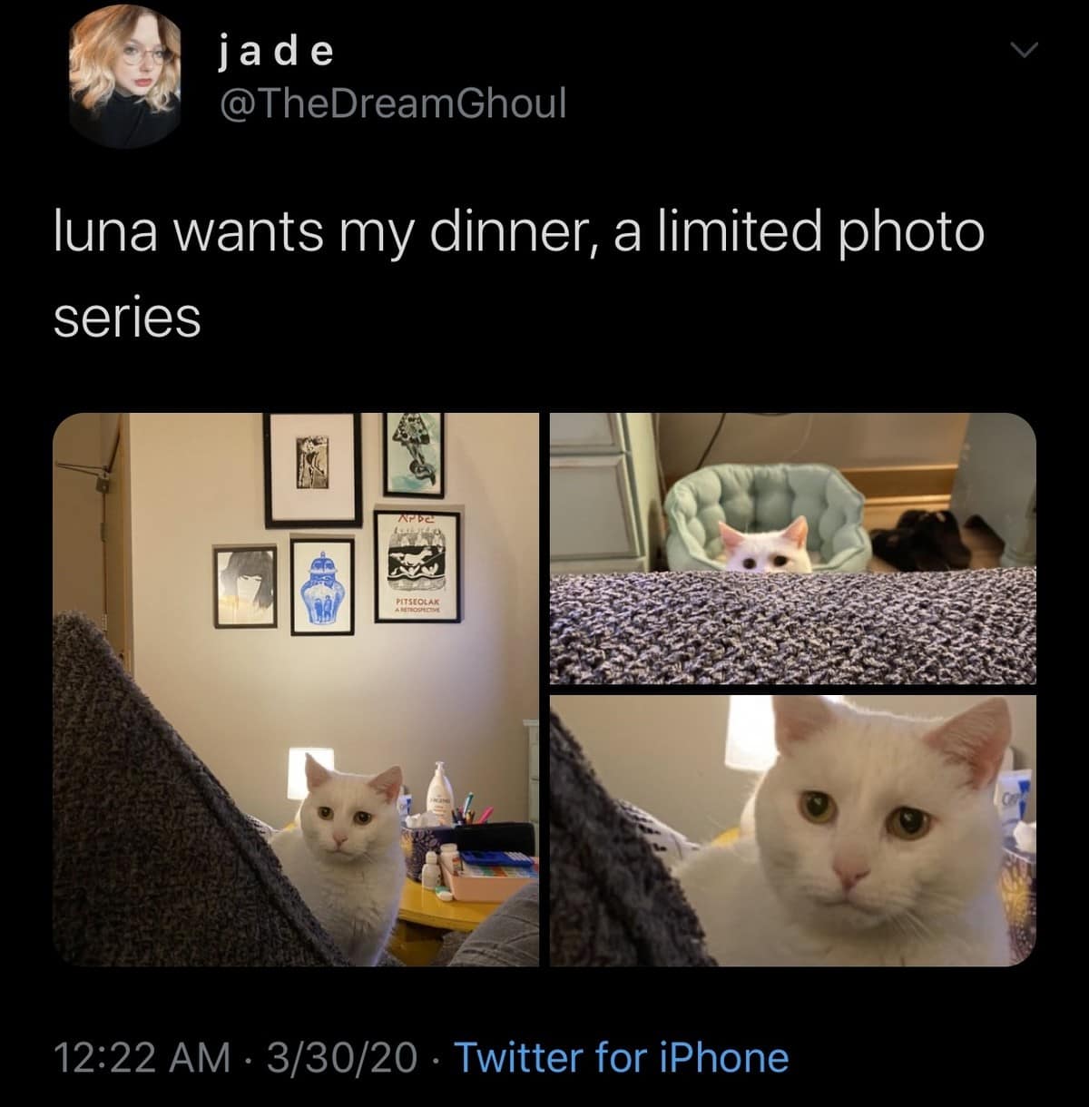 A classic meme tweet from @TheDreamGhoul titled "luna wants my dinner, a limited photo series." It features three panels showing a white cat's intense, unblinking progression from sitting in a far-off pet bed to staring directly into the camera's soul from inches away.