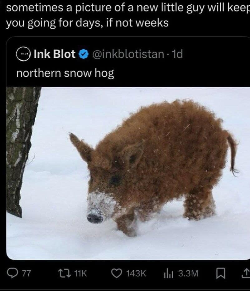 wholesome yet classic meme featuring a tweet of a "northern snow hog" (a Mangalica pig with thick, curly brown wool) standing in deep snow. The caption perfectly captures the internet's obsession with cute animals: "sometimes a picture of a new little guy will keep you going for days, if not weeks."