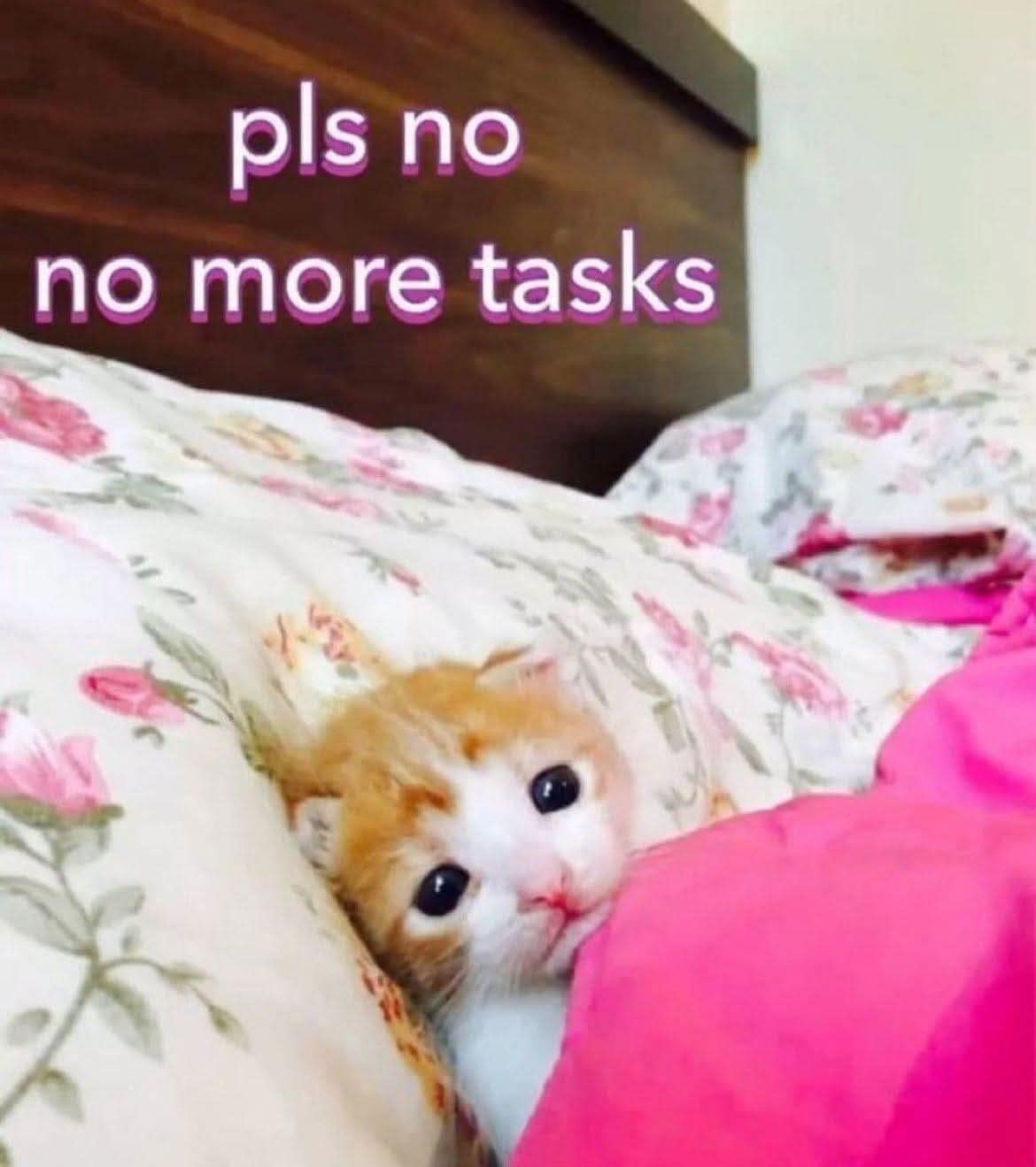 A relatable classic meme showing a tiny ginger-and-white kitten tucked tightly under a pink floral blanket with only its head showing. Floating text above the kitten reads, "pls no no more tasks," perfectly capturing the feeling of modern burnout.