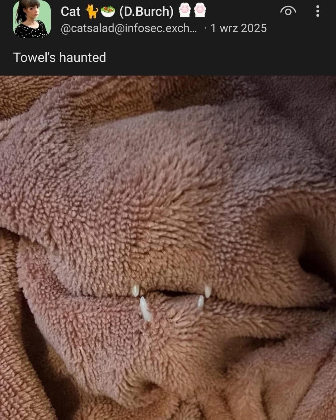 A hilarious classic meme posted by user Cat featuring a close-up of a textured brown towel. Peeking through a fold in the fabric are four sharp, white cat fangs, looking like a literal monster mouth. The caption reads: "Towel's haunted."
