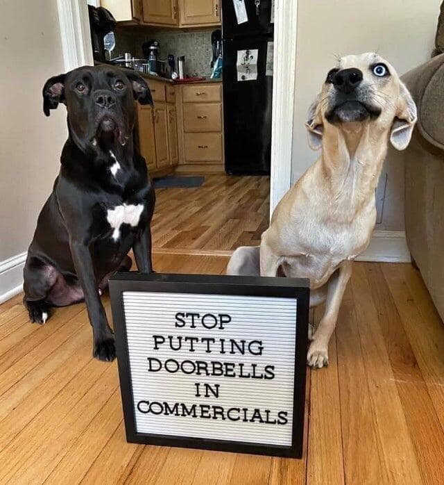 A highly relatable classic meme featuring two dogs—one black and one tan—sitting next to a sign that reads "STOP PUTTING DOORBELLS IN COMMERCIALS." Both dogs look deeply traumatized by the sound effect, representing the struggle of every pet owner in 2026.