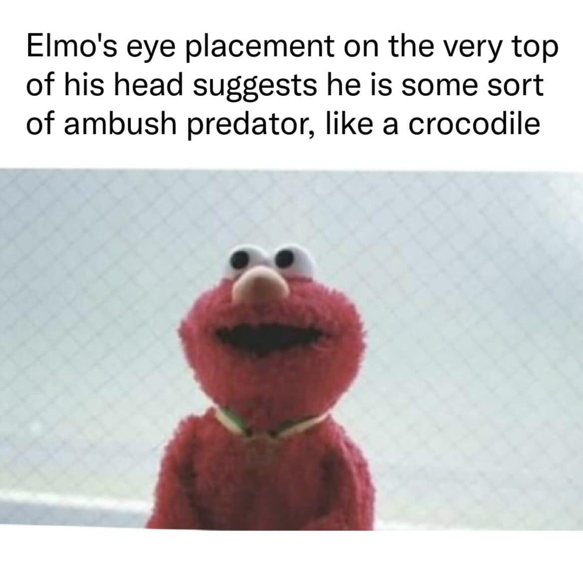 A biological classic meme theory featuring Elmo. The text notes that his bulging eye placement on the very top of his head suggests he is "some sort of ambush predator, like a crocodile," making his friendly appearance suddenly menacing.