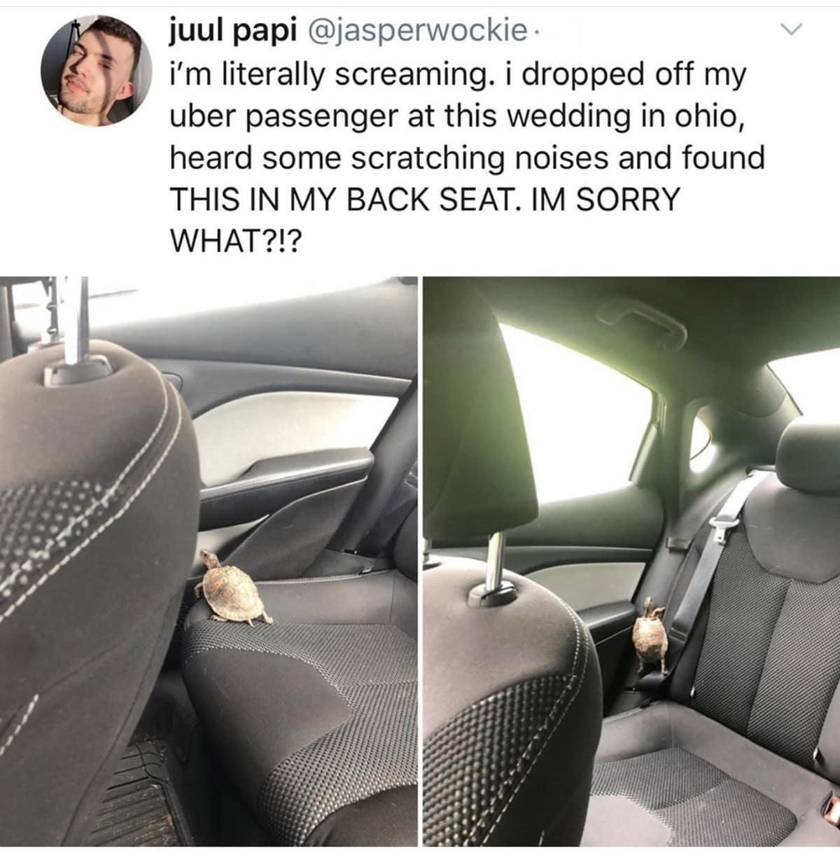 A viral classic meme tweet from an Uber driver who found a small turtle left behind in his back seat after a passenger drop-off at a wedding in Ohio, expressing pure confusion at the discovery.