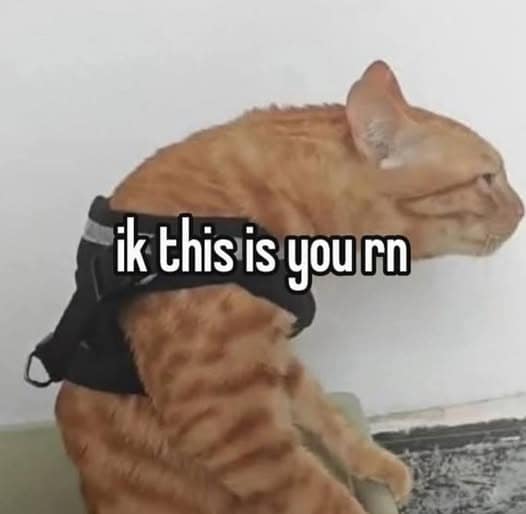 A funny meme featuring a ginger tabby cat in a black harness sitting with its head jutting forward and back arched in a perfect "gamer lean." The text overlay reads: "ik this is you rn."