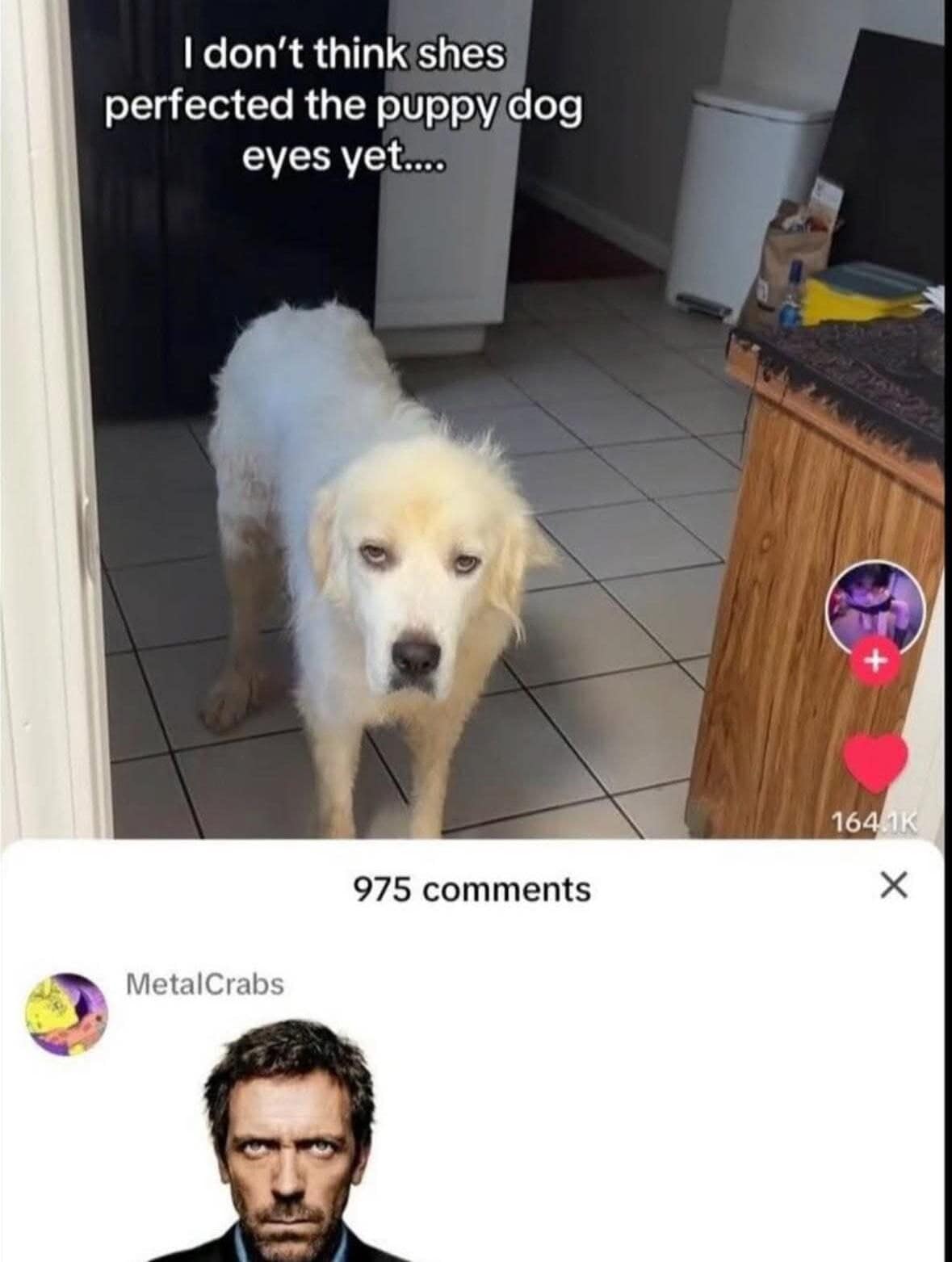 A hilarious comparison post showing a white dog with a heavy, cynical brow and tired eyes. Below, a commenter has posted a picture of Hugh Laurie as Dr. House, perfectly matching the dog’s weary and antisocial expression.