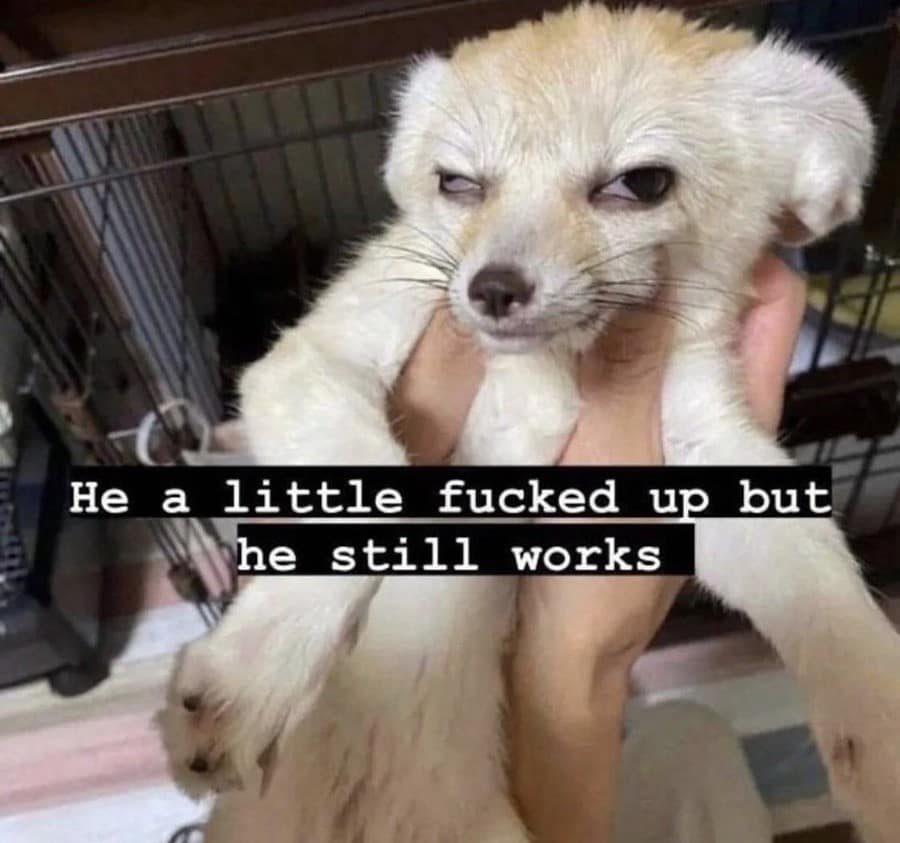classic meme photo of a person holding up a small fennec fox that has a squinted eye and a slightly lopsided facial expression. A black text box overlay provides the definitive verdict: "He a little effed up but he still works."