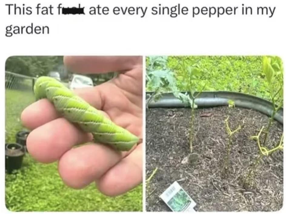 One of the best memes regarding the frustrations of gardening. It shows a split-screen: on the left, a person holds a massive, bright green hornworm; on the right, a row of pepper plants stripped down to bare stems. The caption reads, "This fat f*** ate every single pepper in my garden."