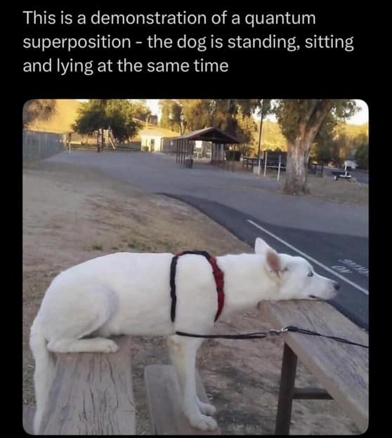 hilarious old meme showing a white dog in a "quantum superposition," standing on one park bench, sitting on another, and resting its head on a table all at once, defying the laws of animal physics.