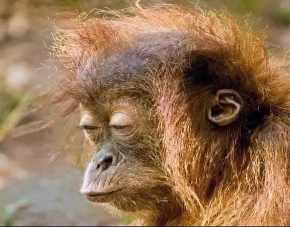 One of the best memes for a rough morning, featuring a close-up of a baby orangutan with wild, frizzy "bedhead" hair and eyes squeezed shut in a look of pure, weary exhaustion.