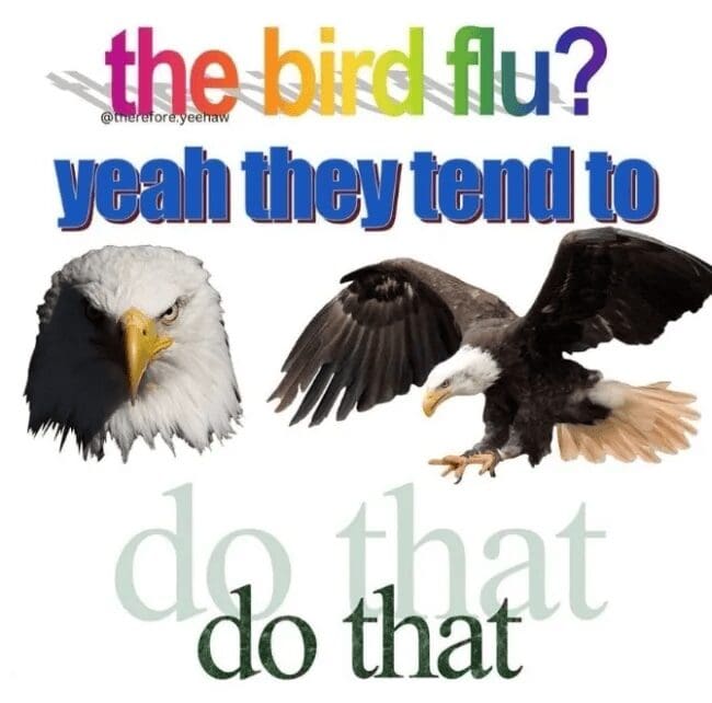 A surreal and vibrant classic meme featuring high-contrast bald eagle heads and a flying eagle set against a white background. The text is a chaotic mix of rainbow-colored WordArt that reads: "the bird flu? yeah they tend to do that," playing on a literal interpretation of birds flying.