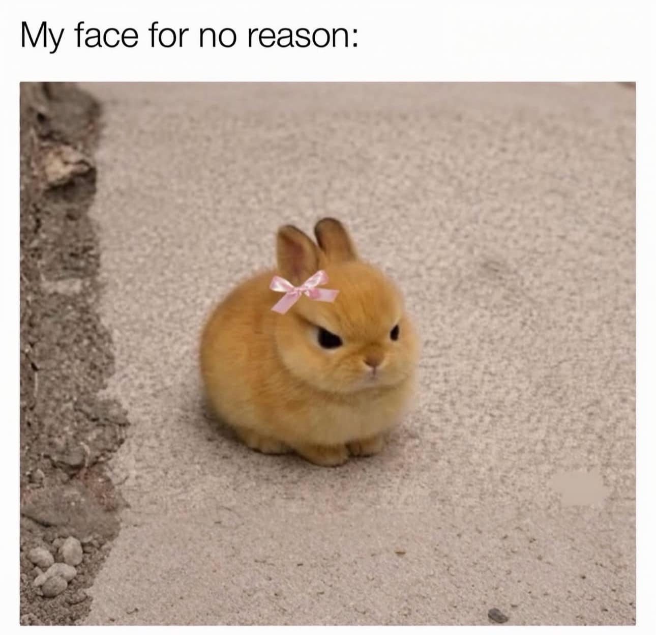 classic meme featuring a tiny, round, fluffy ginger bunny sitting on a grey concrete surface. The bunny has an intensely angry, scowling facial expression, made more hilarious by a tiny pink bow photoshopped onto its head. The text above reads: "My face for no reason:".