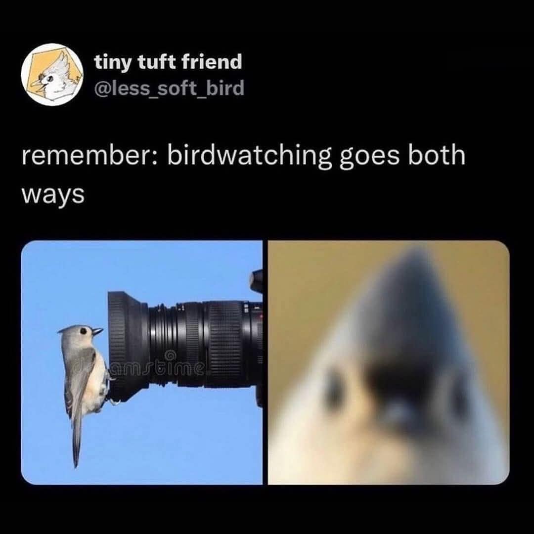 An observational classic meme showing the "other side" of photography. The left panel shows a tiny bird perched directly on the end of a massive camera lens. The right panel shows the resulting photo: an extreme, blurred, and slightly terrifying close-up of the bird’s eye and beak looking directly into the sensor.