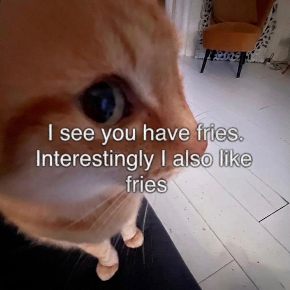 A classic meme featuring a close-up, side-profile view of an orange tabby cat looking very curious. Text is superimposed over the image saying: "I see you have fries. Interestingly I also like fries."