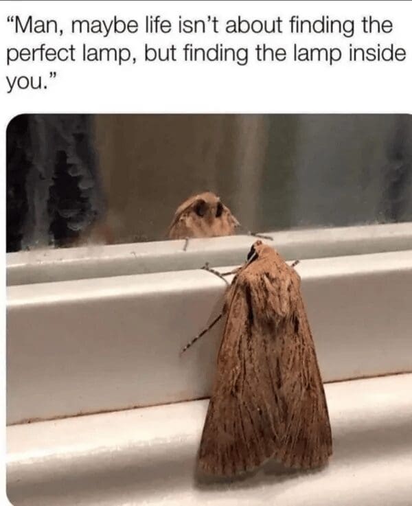 A peak "moth and lamp" era classic meme showing a large moth staring at its own reflection in a window. The caption offers a faux-deep philosophical thought: "Man, maybe life isn’t about finding the perfect lamp, but finding the lamp inside you."