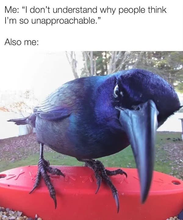 A self-deprecating internet meme featuring a bird (a common grackle) captured in a fisheye doorbell camera lens with an intense, unblinking stare. The text reads: "Me: ‘I don’t understand why people think I’m so unapproachable.’ Also me:".