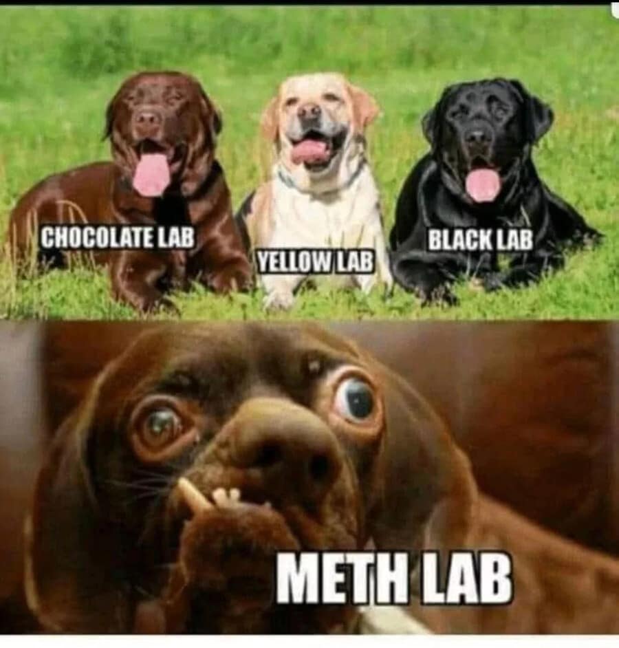 A pun-heavy classic meme featuring a comparison of Labrador breeds. After showing a "Chocolate Lab," "Yellow Lab," and "Black Lab," it finishes with a bug-eyed, frantic-looking dog labeled as a "Meth Lab."