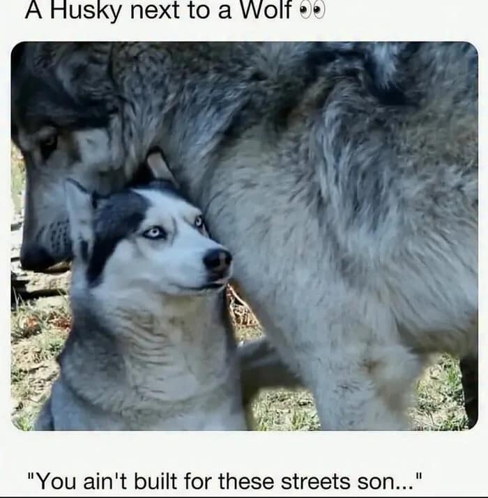 A striking side-by-side comparison classic meme of a domestic Siberian Husky sitting next to a wild Grey Wolf. The wolf is nearly twice the size of the dog, looking down with an intense gaze. The text at the bottom provides the wolf's internal monologue: "You ain't built for these streets son..."