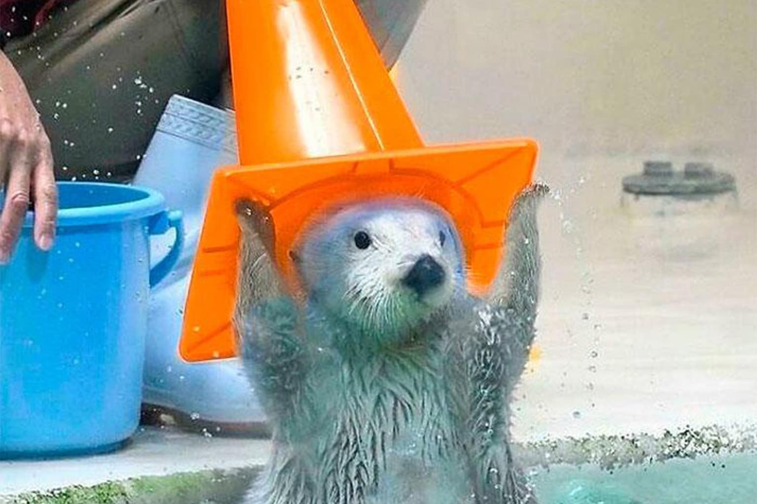 A classic memes compilation featuring a dangerously glowing white-hot industrial pipe labeled suboptimal, a front door decorated with a blunt sign that simply says leave, and a helpful otter wearing a traffic cone to represent the VLC media player.