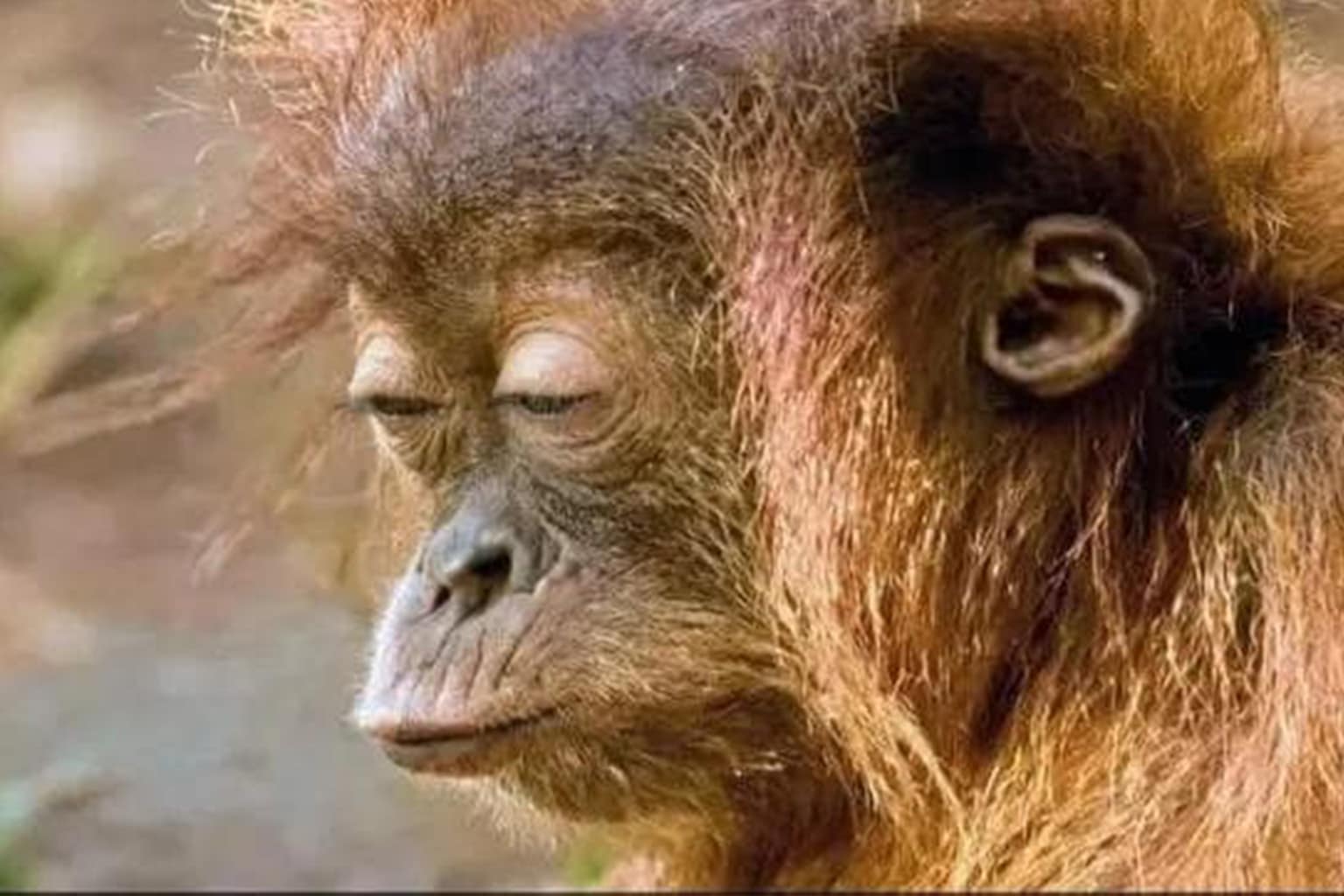 A classic memes gallery featuring a hyper-realistic CPR dummy that "pisses blood," a DIY pipe-gun nicknamed the "Smith and Methson," and a baby orangutan suffering from extreme "bedhead" exhaustion.