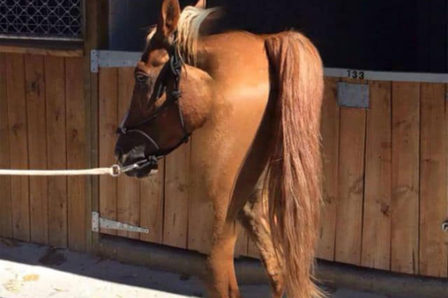 Classic memes compilation: A collage featuring the pink starfish from Finding Nemo celebrating a random chest pain, a Brachiosaurus tie-placement diagram, and the cartoon dinosaurs from The Land Before Time transitioning into motor oil.