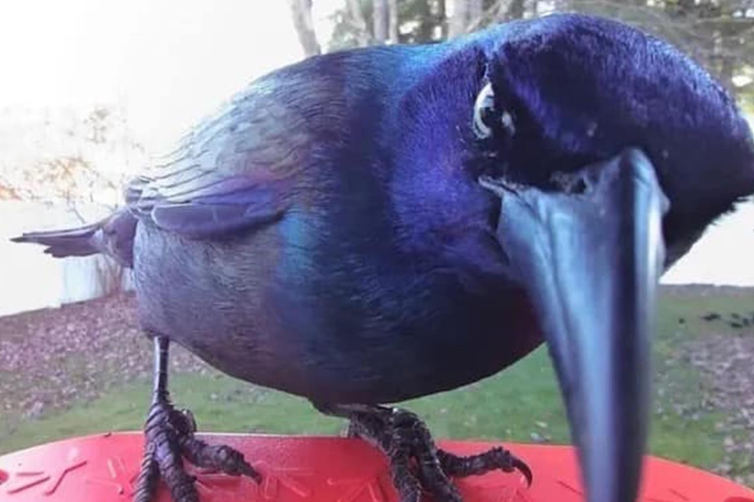 A daily dump of classic memes that includes a highly intelligent crow contemplating the concept of zero, a frantic "Meth Lab" dog comparison, and two friends taking a typo literally to "hag out" over a magical cauldron.