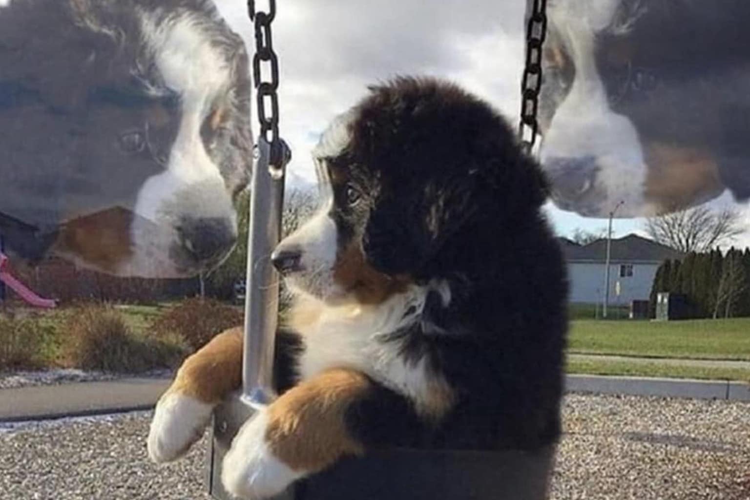 A classic memes compilation featuring a white goat peeking through plastic barn curtains, a puppy sitting sadly in a playground swing, and a WikiHow illustration about trauma and pain tolerance.