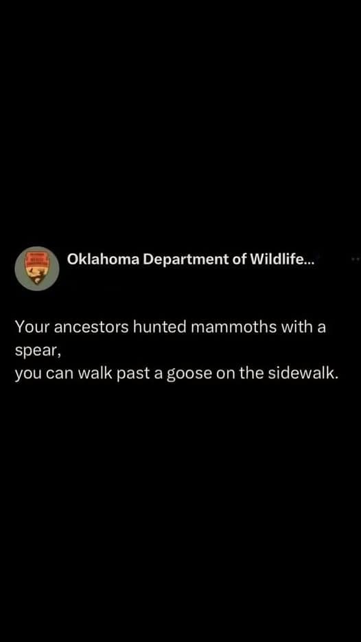 A motivational but threatening classic meme from the Oklahoma Department of Wildlife. Against a black background, the text reads: "Your ancestors hunted mammoths with a spear, you can walk past a goose on the sidewalk." It mocks the universal modern fear of aggressive waterfowl.
