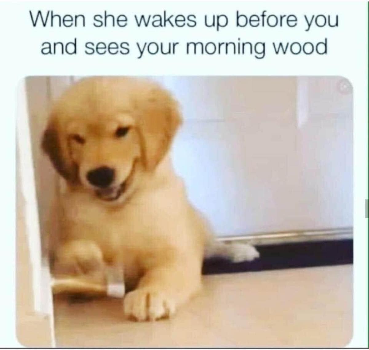 classic meme featuring a golden retriever puppy with a squinted, incredibly smug, and knowing smirk. The caption reads: "When she wakes up before you and sees your morning wood," turning a tiny dog’s facial expression into a universal awkward moment.