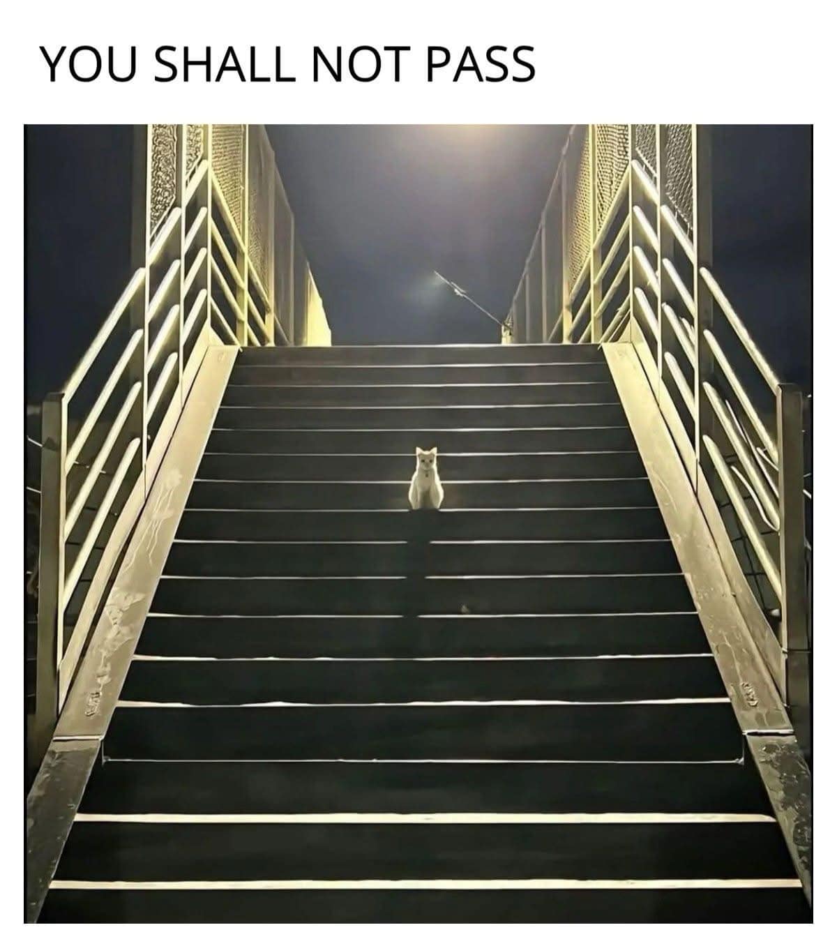 dramatic classic meme featuring a lone white cat sitting stoically in the center of a wide, dark staircase leading up toward a bright light. The caption, "YOU SHALL NOT PASS," references Gandalf’s iconic line from The Lord of the Rings.