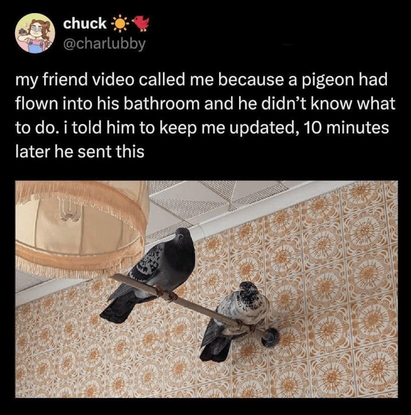 A hilarious classic meme tweet from @charlubby. The text describes a friend who panicked after a pigeon flew into his bathroom. The update photo shows not one, but two pigeons comfortably perched on a wooden rod inside the bathroom, effectively claiming the territory as their own.