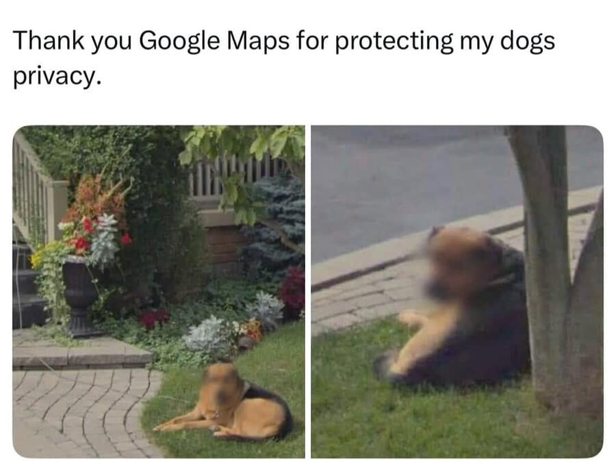 A wholesome and funny meme showing a Google Maps Street View screenshot of a dog. The automated privacy software has blurred the dog's face, leading to the caption: "Thank you Google Maps for protecting my dogs privacy."