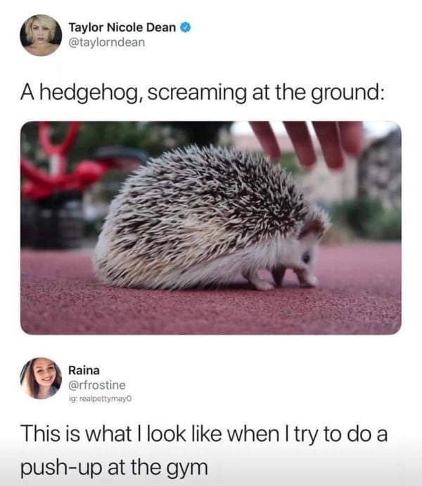 relatable classic meme featuring a photo of a prickly hedgehog leaning forward on its paws, described as "screaming at the ground." The punchline tweet from Raina reads: "This is what I look like when I try to do a push-up at the gym."