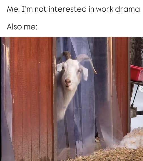 classic meme featuring a white goat with long horns peeking its head through clear plastic strip curtains in the doorway of a red barn. The top text reads Me: I’m not interested in work drama followed by Also me: indicating the goat is the personification of someone immediately eavesdropping.