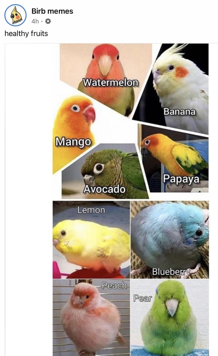 classic meme collage from Birb Memes titled healthy fruits. It shows various colorful birds like parakeets and cockatiels labeled as fruits based on their colors, such as a red-headed bird as a watermelon and a yellow budgie as a lemon