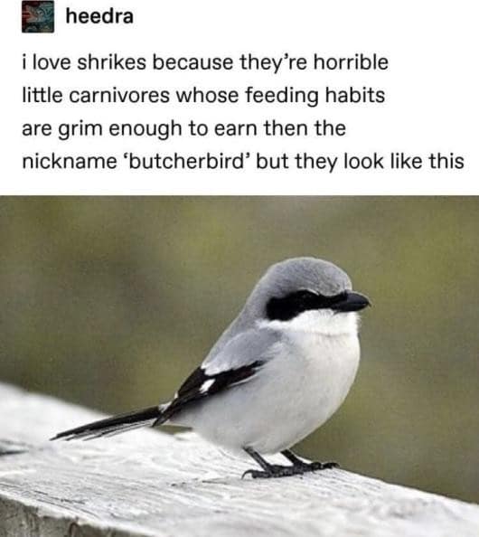 A Tumblr post features a bird that looks like a classic meme of innocence but hides a dark secret. The text explains that despite its cute, masked appearance, the shrike is a horrible little carnivore known as the butcherbird.