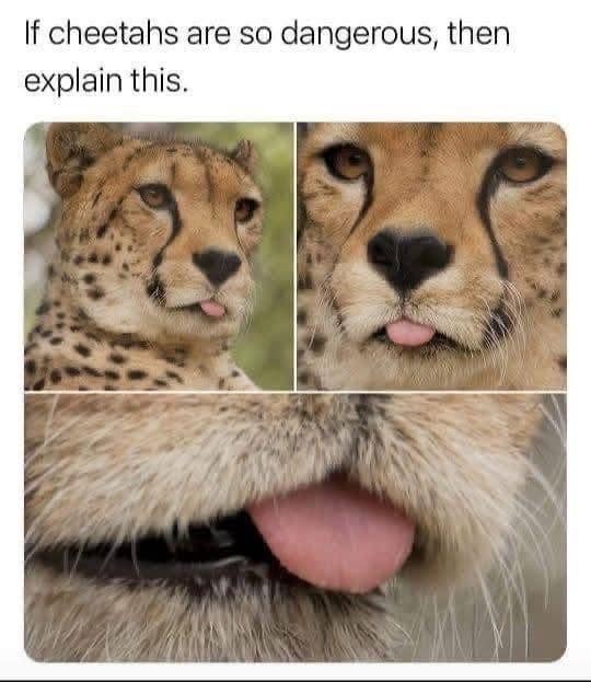 classic meme collage showing three close-up photos of a cheetah. In every shot, the cheetah has its small pink tongue sticking out in a silly blep. The text above asks if cheetahs are so dangerous, then explain this, highlighting the contrast between a deadly predator and its goofy behavior.