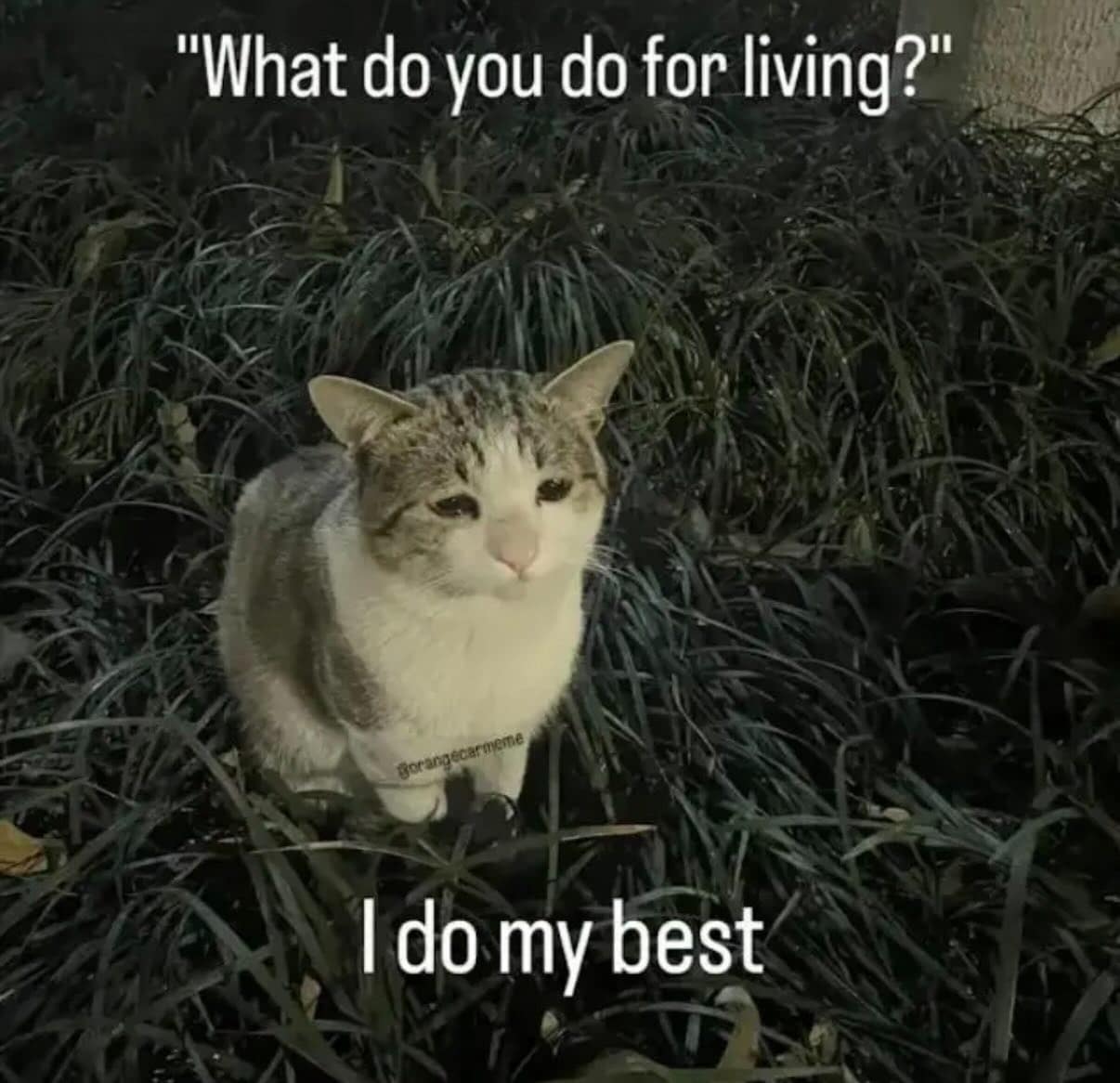 A poignant and relatable classic meme featuring a small, sad-eyed cat sitting in a patch of dark grass. The text interaction reads: "'What do you do for living?' / I do my best," capturing a universal sense of quiet struggle.