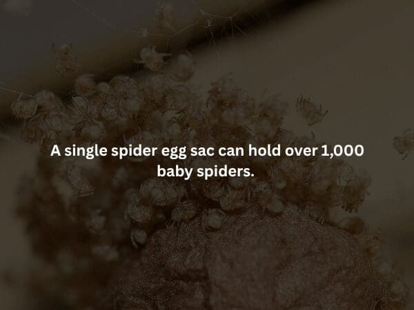 A swarm of hundreds of tiny, translucent spiders crawling over a dark, textured egg sac. The scene is dimly lit and claustrophobic. Central text delivers a creepy fact: "A single spider egg sac can hold over 1,000 baby spiders."