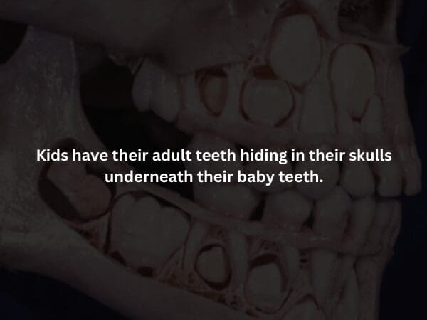 A cross-sectional view of a child’s skull, revealing rows of adult teeth "hiding" and stacked directly above and below their baby teeth in the jaw. The text highlights this unsettling spooky fact about human development.
