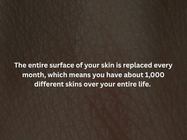 A fascinatingly gross creepy fact over a high-resolution texture of human skin. It explains that because your skin fully replaces its surface every month, you will effectively wear about 1,000 different skins throughout your lifetime.