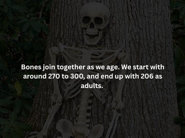 A creepy fact presented against a dark forest background with a human skeleton leaning against a tree. The text explains that babies are born with 270-300 bones, which physically fuse together into 206 by adulthood.