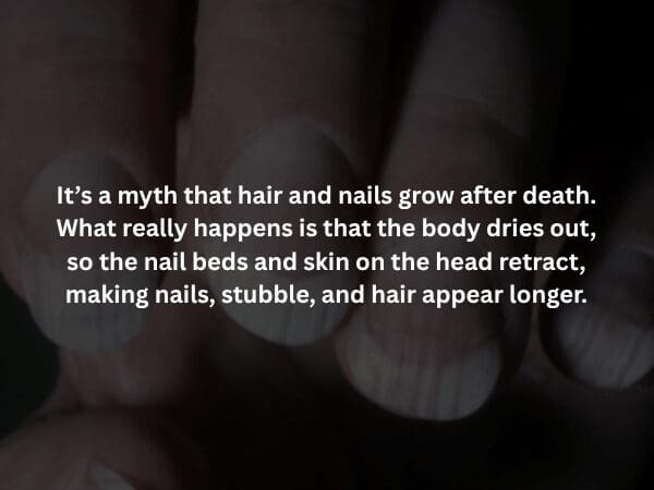 A clarifying creepy fact displayed over a dark, moody close-up of human fingernails. It debunks the popular myth that hair and nails grow after death, explaining that dehydration causes skin to retract, which simply creates the haunting illusion of lengthening hair and nails.