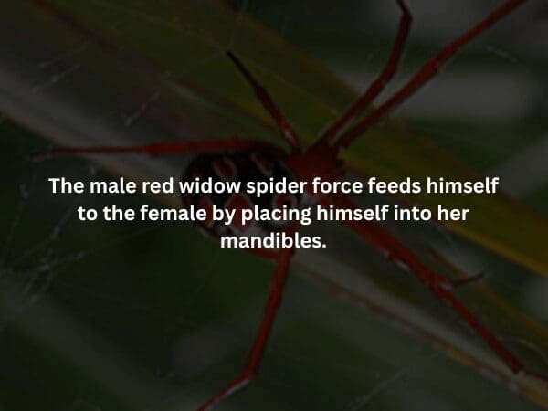 A visceral spooky fact featuring a close-up of a red widow spider. It describes a disturbing mating ritual where the male red widow force-feeds himself to the female by physically crawling into her mandibles to ensure the survival of his genetic line.