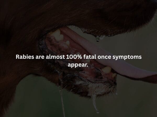 A terrifying close-up of a dog's open jaws, with stringy saliva and foam dripping from the teeth in deep shadow. The text highlights a final spooky fact: Rabies has a near 100% fatality rate in humans the moment symptoms begin to show.
