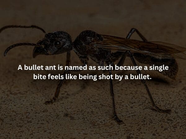 A high-detail macro shot of a menacing black bullet ant standing on a rough surface. The lighting is low and moody. The overlaid spooky fact explains its name: a single bite is comparable to the pain of a gunshot.