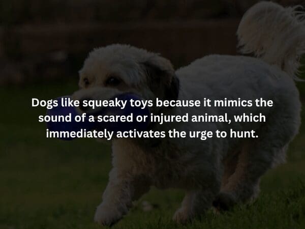 A visceral creepy fact accompanied by a microscopic rendering of a jagged, spreading tumor. The text notes the unsettling biological phenomenon where certain tumors, known as teratomas, possess the ability to grow fully formed teeth and hair.